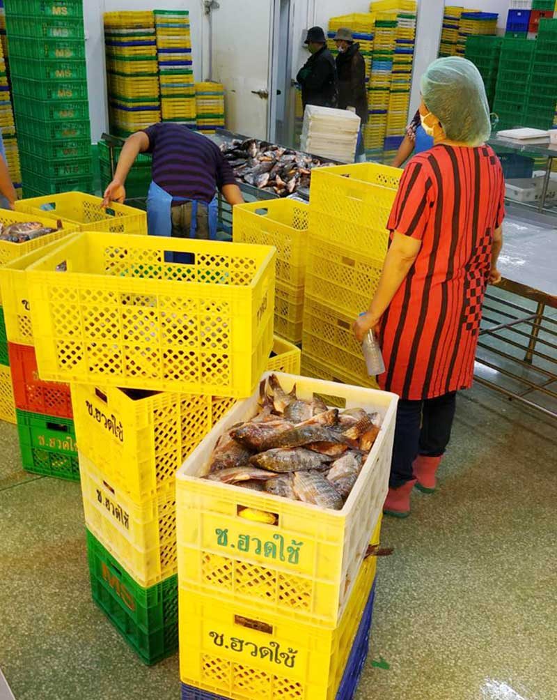 Seafood sorting at a processing facility