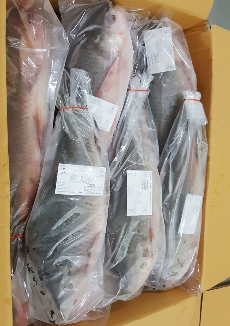 Packed whole fish ready for export